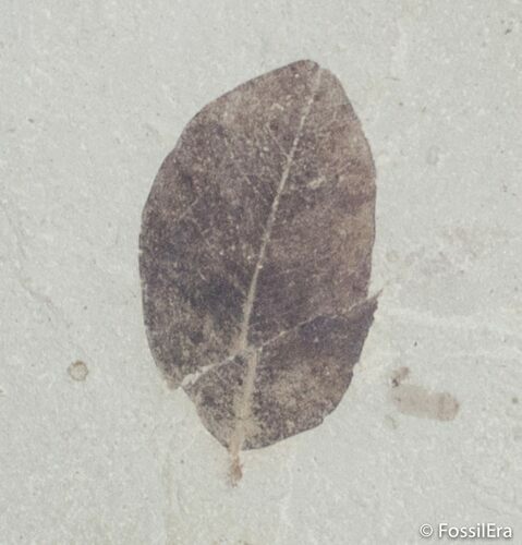 Unidentified Fossil Leaf From Utah #3106